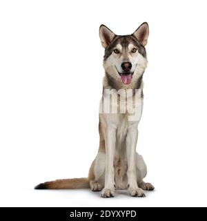 Beau chien de loup tamaskan, assis face à l'avant. Regarder vers l'appareil photo avec des yeux jaune clair. Isolé sur fond blanc. Bouche ouverte, à Banque D'Images