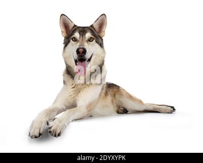 Beau chien de loup tamaskien, allongé face à l'avant avec les pattes sur le bord. Regarder vers l'appareil photo avec des yeux jaune clair. Isolé sur ba blanc Banque D'Images