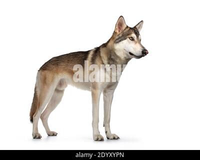 Beau chien de loup tamaskan, debout sur les côtés. Regarder tout droit avec des yeux jaune clair. Isolé sur fond blanc. Bouche fermée. Banque D'Images