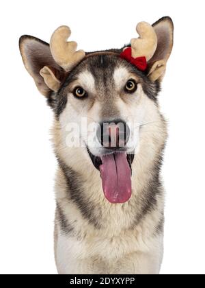 Photo à la tête d'un beau chien de loup tamaskan, vêtu d'un bandeau de tête de Noël. Regarder vers l'appareil photo avec des yeux jaune clair. Isolé sur le backgro blanc Banque D'Images