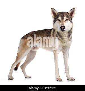 Beau chien de loup tamaskan, de race standard. Regarder vers l'appareil photo avec des yeux jaune clair. Isolé sur fond blanc. Bouche fermée. Banque D'Images