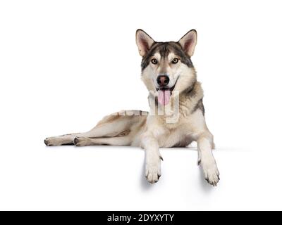 Beau chien de loup tamaskien, allongé face à l'avant avec les pattes sur le bord. Regarder vers l'appareil photo avec des yeux jaune clair. Isolé sur ba blanc Banque D'Images