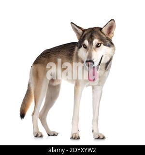 Beau chien de loup tamaskan, debout sur les côtés. Regarder à côté de l'appareil photo avec des yeux jaune clair. Isolé sur fond blanc. Bouche ouverte, tongu Banque D'Images