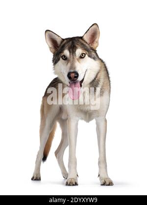 Beau chien de loup tamaskan, debout face à l'avant. Regarder directement la caméra avec des yeux jaune clair. Isolé sur fond blanc. Bouche Banque D'Images