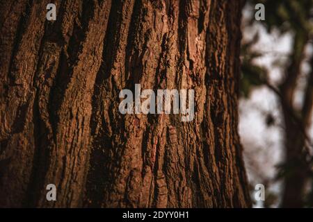 Détail de l'écorce d'arbre illuminée par le soleil d'hiver incliné dans une forêt. Banque D'Images