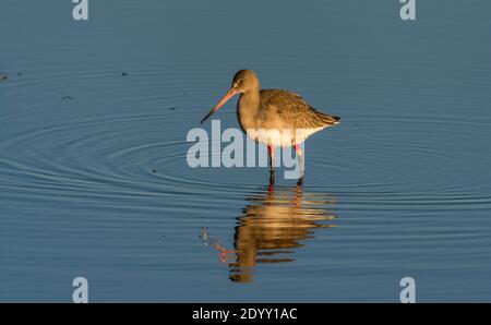 Godwit à queue noire à anneaux de couleur, réserve naturelle de Ritchwell Marsh RSPB, Norfolk, Angleterre Banque D'Images