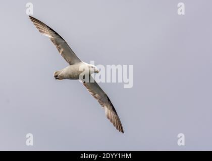 Fulmar Flying, Shiant Isles, Écosse, Royaume-Uni Banque D'Images