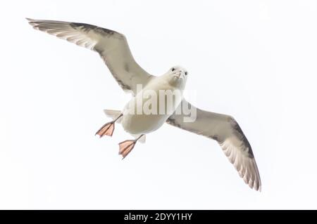 Fulmar Flying, Shiant Isles, Écosse, Royaume-Uni Banque D'Images