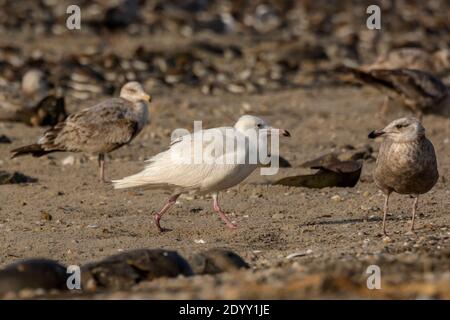 Gull sur la plage, Delaware Bay, États-Unis Banque D'Images