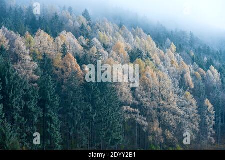 Österreich, Niederösterreich, Scheibbs, Herbstwald mit Raureif auf dem Weg zum Blassenstein Banque D'Images