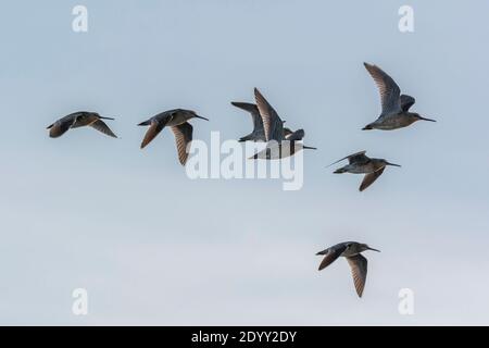 Troupeau de nœuds rouges volant, Delaware Bay, États-Unis Banque D'Images