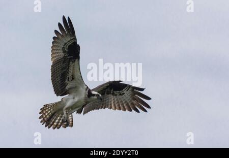 Osprey débarque sur terre, Delaware, États-Unis Banque D'Images