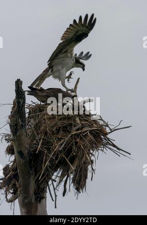 Osprey débarquant à Nest, Delaware, États-Unis Banque D'Images