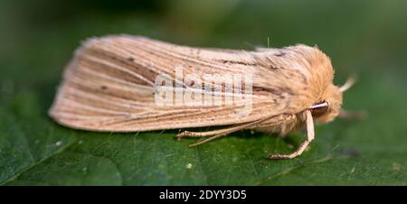 Papillon fumé, Shipdham, Norfolk, Angleterre Banque D'Images