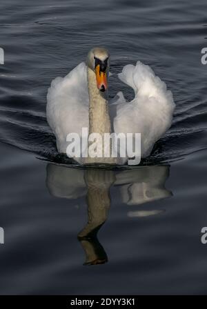 Mute Swan nageant à la réserve naturelle de Attenborough, dans le Nottinghamshire, au Royaume-Uni Banque D'Images