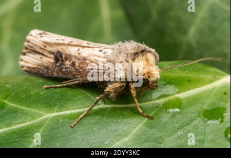 The Flame Moth, Shipdham, Norfolk, Angleterre Banque D'Images