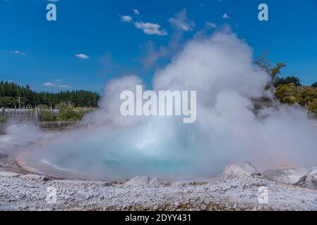 Geyser à Wairakei terrasses en Nouvelle-Zélande Banque D'Images