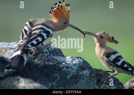 Oupupa Epops eurasien. Homme donnant de la nourriture à la femme. UGA. Yaiza. Lanzarote. Îles Canaries. Espagne. Banque D'Images