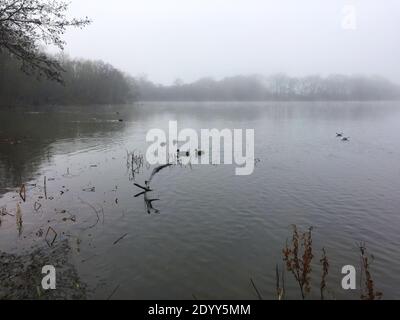 Aldenham Country Park et Lakeside Walk. Magnifique sentier écologique, oiseaux et faune, bois de Winnie-l'Ourson 100, pique-niques, café, bois et parc. Banque D'Images