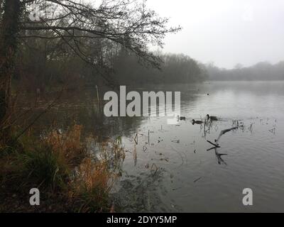 Aldenham Country Park et Lakeside Walk. Magnifique sentier écologique, oiseaux et faune, bois de Winnie-l'Ourson 100, pique-niques, café, bois et parc. Banque D'Images