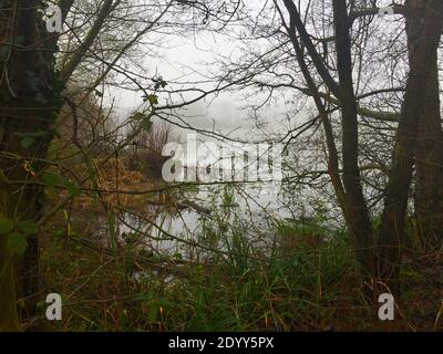 Aldenham Country Park et Lakeside Walk. Magnifique sentier écologique, oiseaux et faune, bois de Winnie-l'Ourson 100, pique-niques, café, bois et parc. Banque D'Images