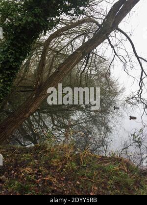 Aldenham Country Park et Lakeside Walk. Magnifique sentier écologique, oiseaux et faune, bois de Winnie-l'Ourson 100, pique-niques, café, bois et parc. Banque D'Images