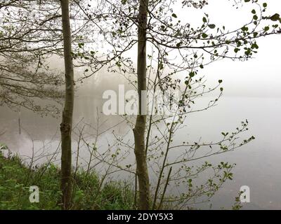 Aldenham Country Park et Lakeside Walk. Magnifique sentier écologique, oiseaux et faune, bois de Winnie-l'Ourson 100, pique-niques, café, bois et parc. Banque D'Images