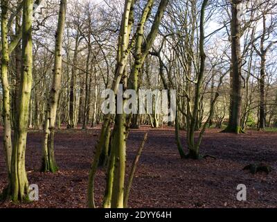 Trent Park Country House & Park, Cockfosters, Royaume-Uni. Wood and Parkland, promenades dans la nature, équitation, café, flore et faune. Terres agricoles an Banque D'Images
