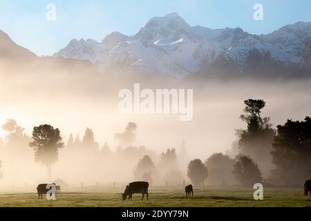 Brouillard matinal sur la côte ouest de la Nouvelle-Zélande, dans les Alpes du Sud, dans le parc national de Westland Tai Poutini avec vue sur le mont Tasman (Horokoau) Banque D'Images