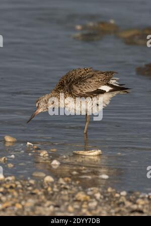 Willet dans l'eau, préening, Delaware Bay, États-Unis Banque D'Images