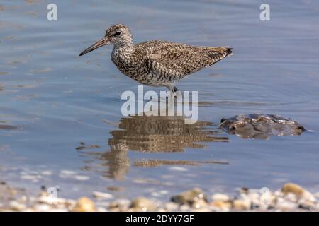 Willet in Water, Delaware Bay, États-Unis Banque D'Images