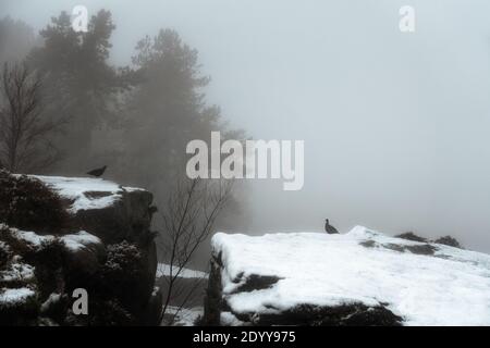 Météo au Royaume-Uni - 28 décembre 2020 : la neige et le brouillard ajoutent une touche festive à Ilkley Moor. Deux tétras (Lagopus lagopus scotica) parfaitement positionnés sur les rochers. Rebecca Cole/Alamy News (c) Banque D'Images