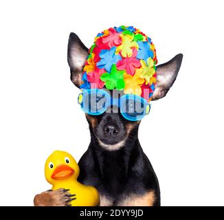 chien rouleur de prague , avec bonnet de bain et lunettes de protection avec canard en plastique de caoutchouc, prêt pour la piscine, isolé sur fond blanc Banque D'Images