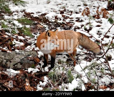 Vue rapprochée du profil du renard roux en hiver dans son environnement et son habitat avec un arrière-plan flou affichant la queue et la fourrure du renard broussaillé. Fox image. Image Banque D'Images