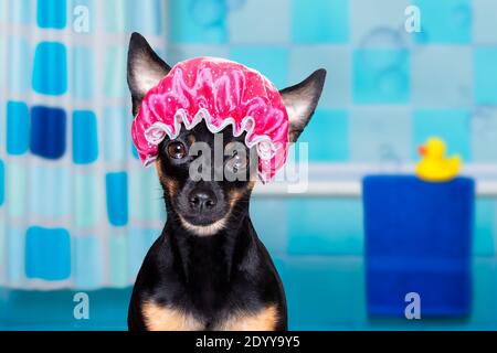 chien de prague routter sous la douche avec un capuchon, dans la baignoire, laver et nettoyer avec une éponge Banque D'Images