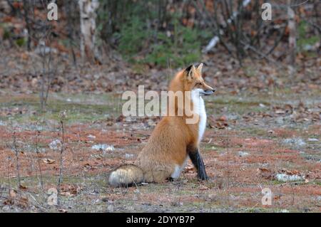 Profil de l'animal du renard roux vue de côté dans la forêt avec les arbres arrière-plan regardant à droite avec le corps entier et la queue bushy dans son habitat. Banque D'Images