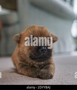 Gros plan du chiot Cairn Terrier (12 jours) allongé sur un tapis dans la salle de séjour familiale. Banque D'Images