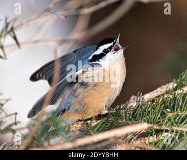 Nuthatch vue rapprochée perchée sur une branche de sapin dans son environnement et son habitat avec un arrière-plan flou, avec bec ouvert, plumes étalées. Banque D'Images