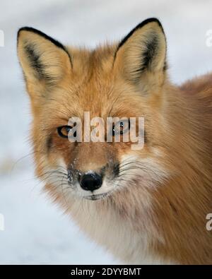 Tête de renard rouge gros plan profil vue en regardant l'appareil photo avec un arrière-plan flou en hiver dans son environnement et son habitat. Fox image. Banque D'Images