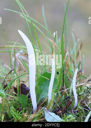 Clavaria falcata, un champignon clavarioïde de Finlande sans nom anglais commun Banque D'Images