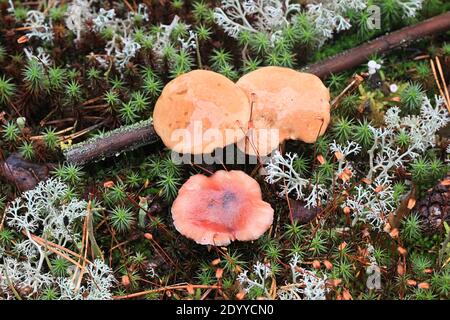 Gomphidius roseus, la pointe rosée et Suillus bovinus, le bolete bovin, champignons sauvages de Finlande Banque D'Images