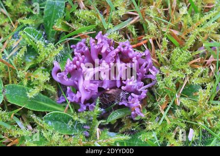 Clavaria zollingeri, également appelé Clavaria lavandula, communément appelé Violet Coral ou le corail magenta, champignon sauvage de Finlande Banque D'Images