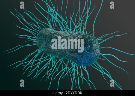 Escherichia coli également connu sous le nom de concept de la science de la santé des bactéries Ecoli Illustration 3D Banque D'Images