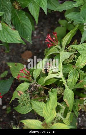 Les fleurs sont amusantes à photographier en raison de la beauté des fleurs sur les plantes. La couleur et l'odeur attirent souvent les abeilles et d'autres insectes pollinisateurs. Banque D'Images