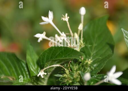 Les fleurs sont amusantes à photographier en raison de la beauté des fleurs sur les plantes. La couleur et l'odeur attirent souvent les abeilles et d'autres insectes pollinisateurs. Banque D'Images