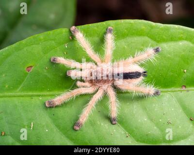 Tarantula juvénile (Avicularia sp.) sur une feuille la nuit dans la forêt tropicale, en Équateur Banque D'Images