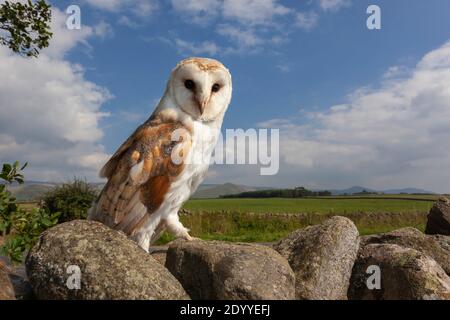 Barn Owl (Tyto alba), contrôlé, Cumbria, Royaume-Uni Banque D'Images