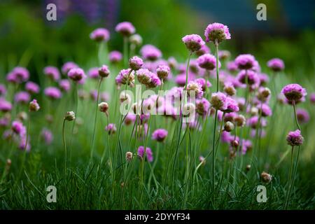 Fleurs violettes dans le jardin. L'oignon, ou ciboulette, est une plante herbacée vivace dont le nom latin est Allium schoenoprasum. Gros plan, placer pour le texte. Nat. D'été Banque D'Images