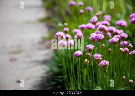Fleurs violettes dans le jardin. L'oignon, ou ciboulette, est une plante herbacée vivace dont le nom latin est Allium schoenoprasum. Gros plan, placer pour le texte. Nat. D'été Banque D'Images