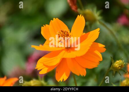 Les fleurs sont amusantes à photographier en raison de la beauté des fleurs sur les plantes. La couleur et l'odeur attirent souvent les abeilles et d'autres insectes pollinisateurs. Banque D'Images